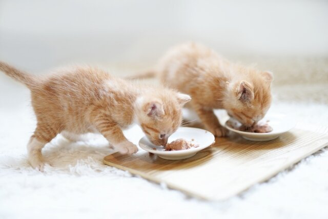 ご飯を食べる子猫.jpg